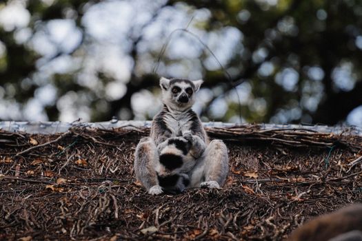 Ring-Tailed Lemur Sitting on a Forest Floor