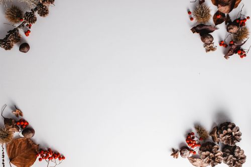 Free Flat lay of autumn leaves, berries, and pine cones on a white background. Stock Photo