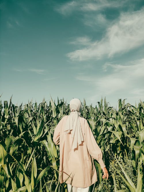 Kostenloses Stock Foto zu außerorts, feld, kopftuch