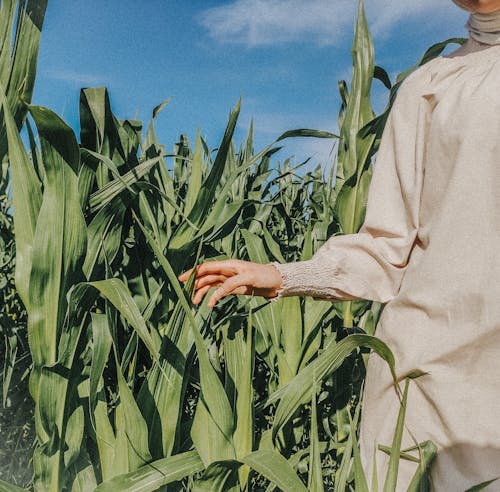 Základová fotografie zdarma na téma kukuřičné pole, léto, módní fotografie