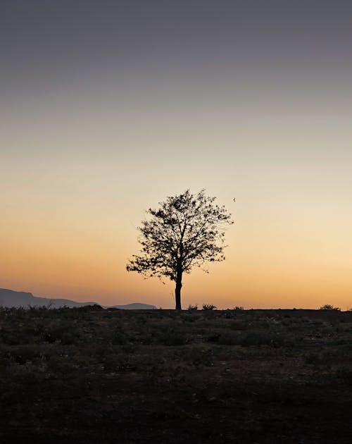 Alone tree at sunset