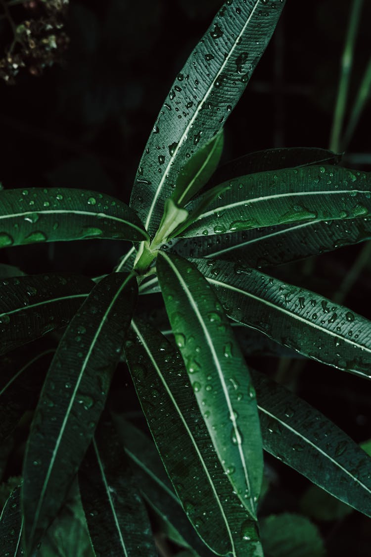 Drops On A Green Leaf