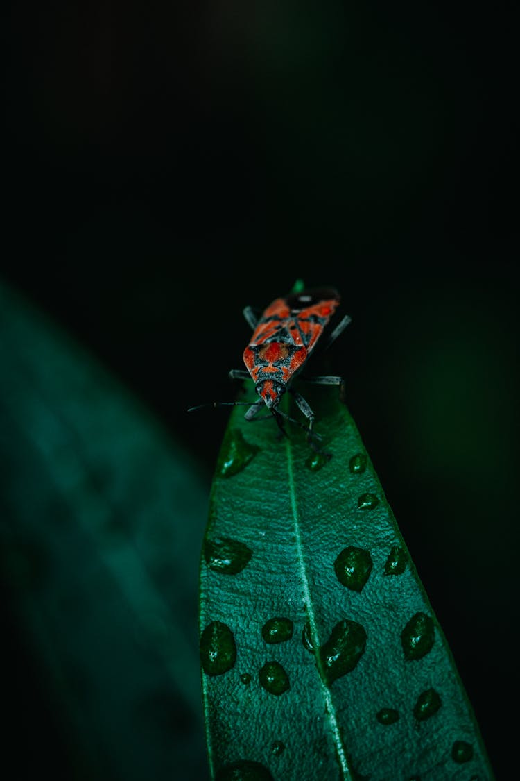 Beetle On A Green Leaf