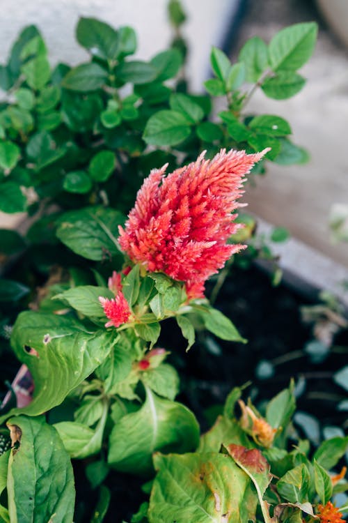 A red flower in a pot with green leaves