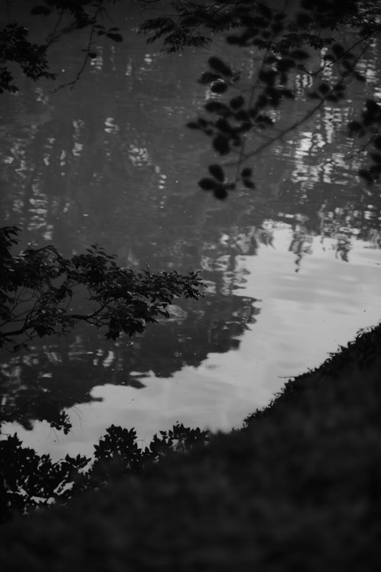 Reflection Of Trees In River In Black And White