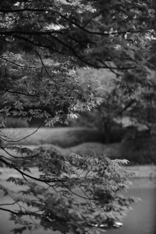 Fotos de stock gratuitas de árbol, blanco y negro, caer