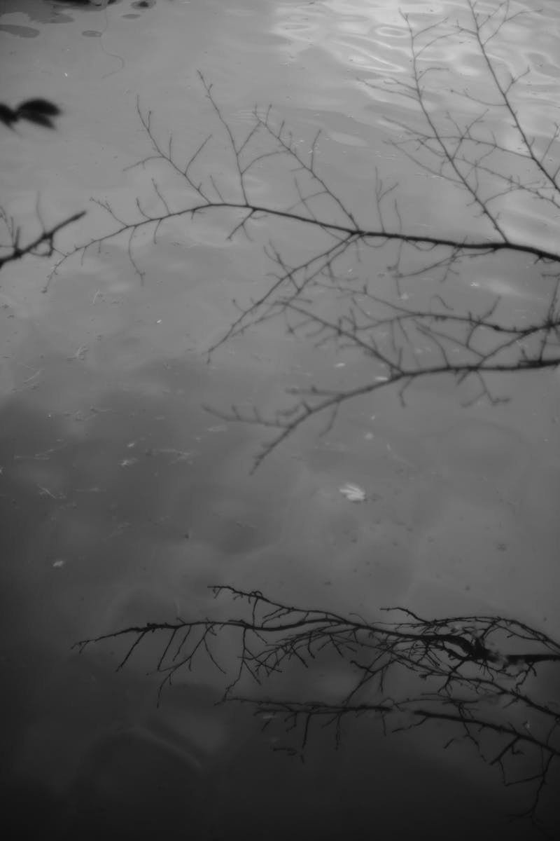 Artistic black and white reflection of bare branches on water, creating a moody contemplative atmosphere