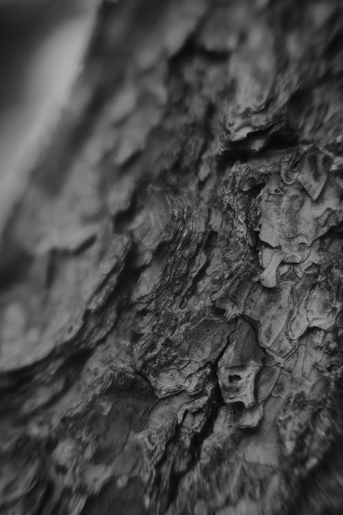 Black and White Close-up Photo of Bark on Tree Trunk