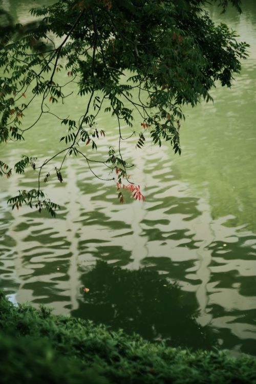Free Calm lake view with lush branches and reflections, evoking tranquility. Stock Photo
