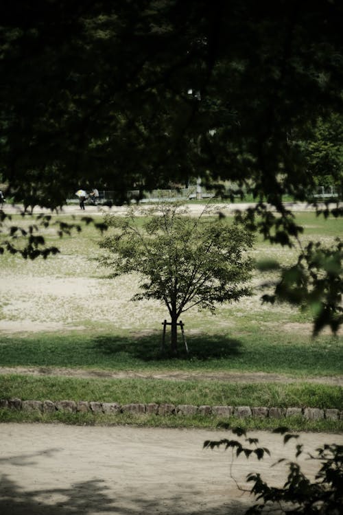 公園, 分公司, 垂直拍攝 的 免費圖庫相片