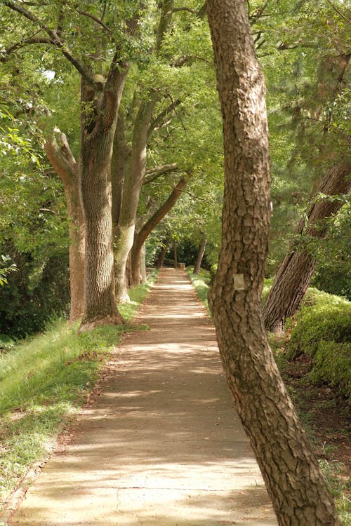 Foto profissional grátis de árvores, calçada, caminho