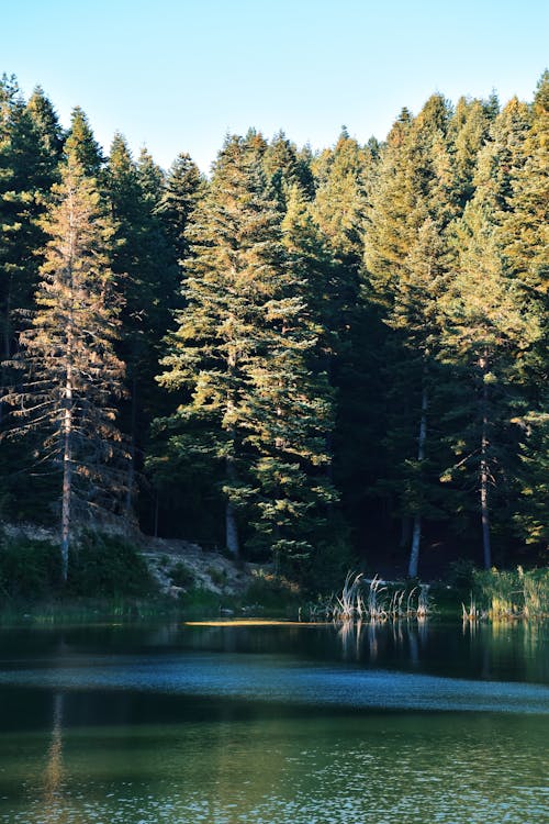 Foto stok gratis air, conifera, danau