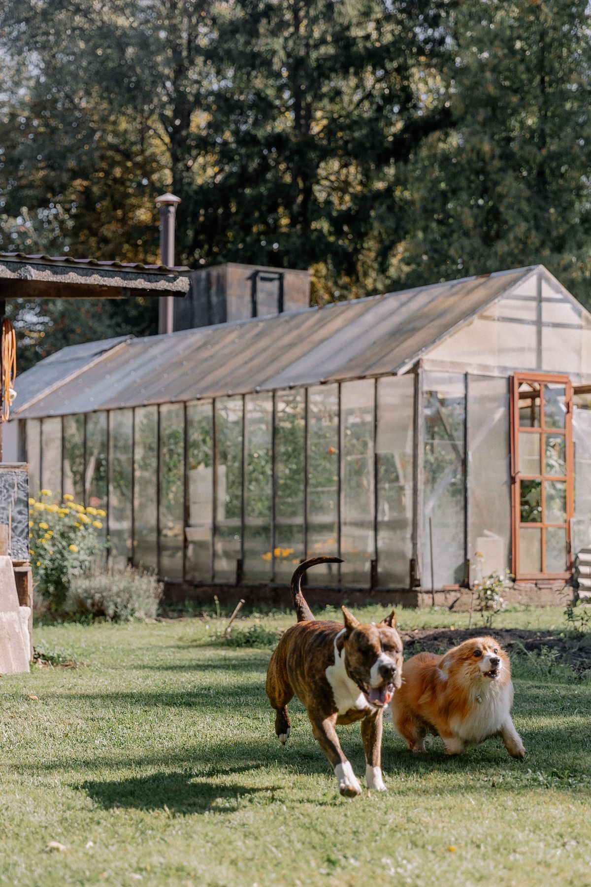 Two dogs playing together on a sunny green lawn