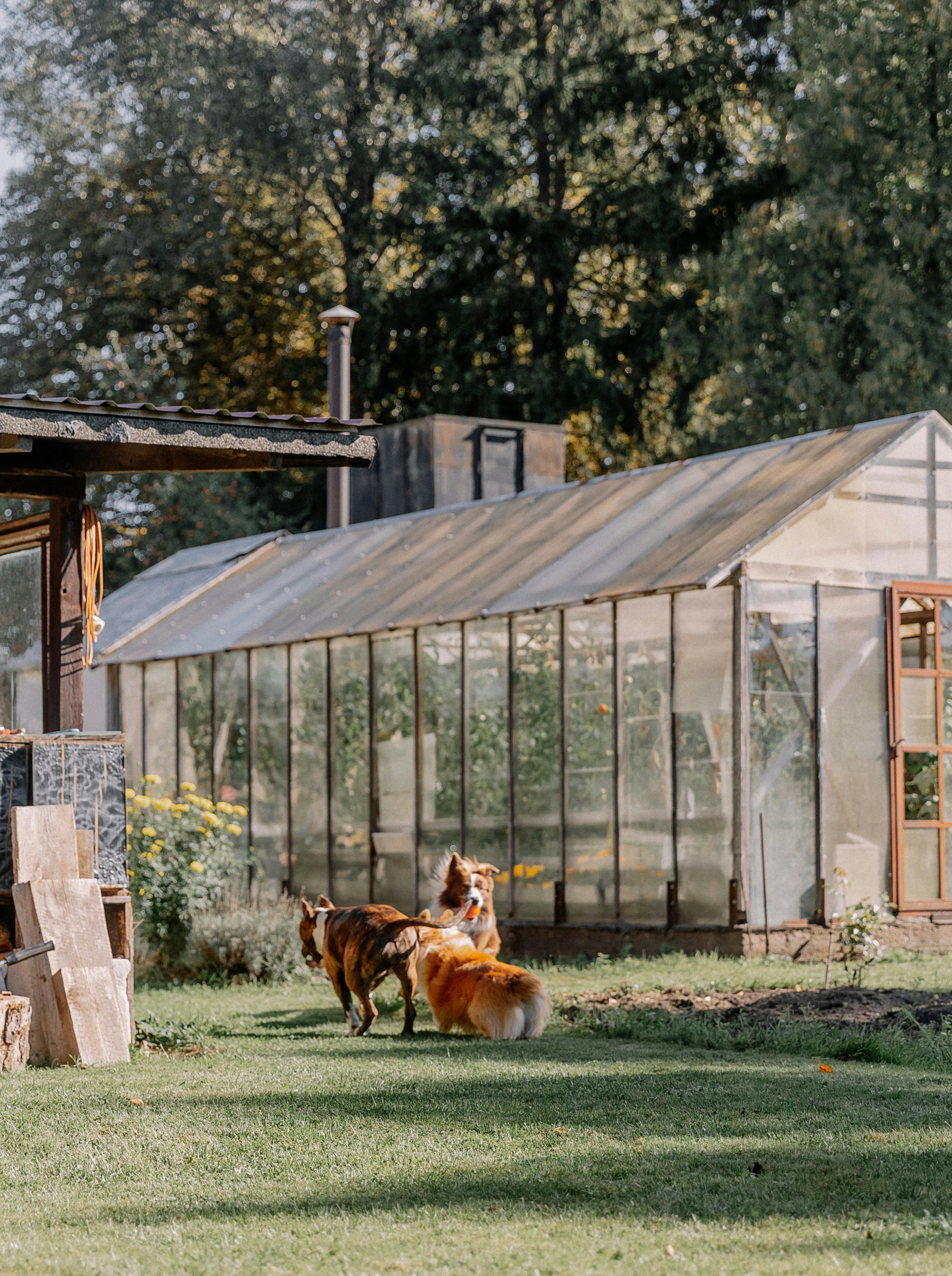 Dogs in Front of a Greenhouse