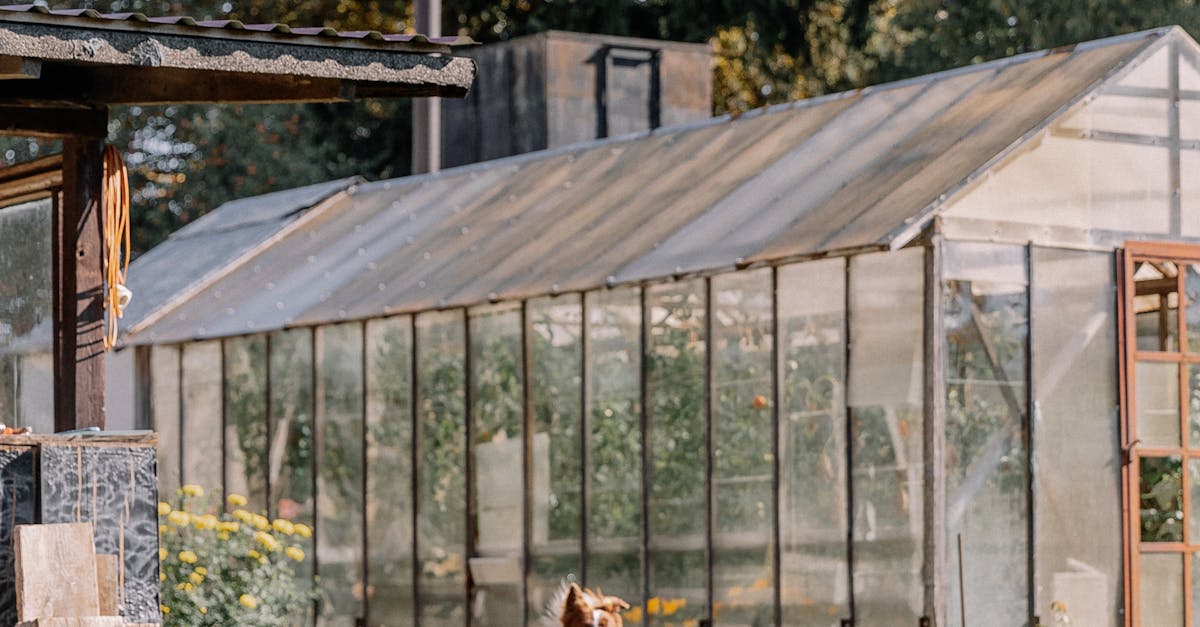 Dogs in Front of a Greenhouse