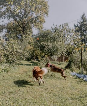 Two dogs joyfully chase a ball in a sunny, lush garden, capturing the spirit of outdoor play.