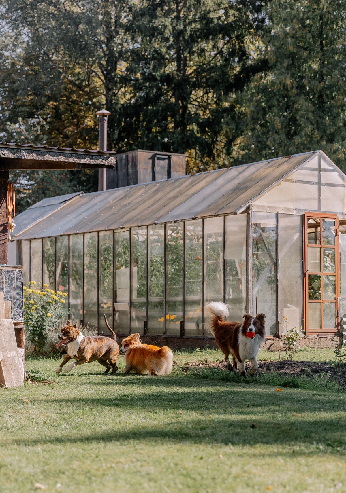Dogs playing on the grass beside a garden greenhouse