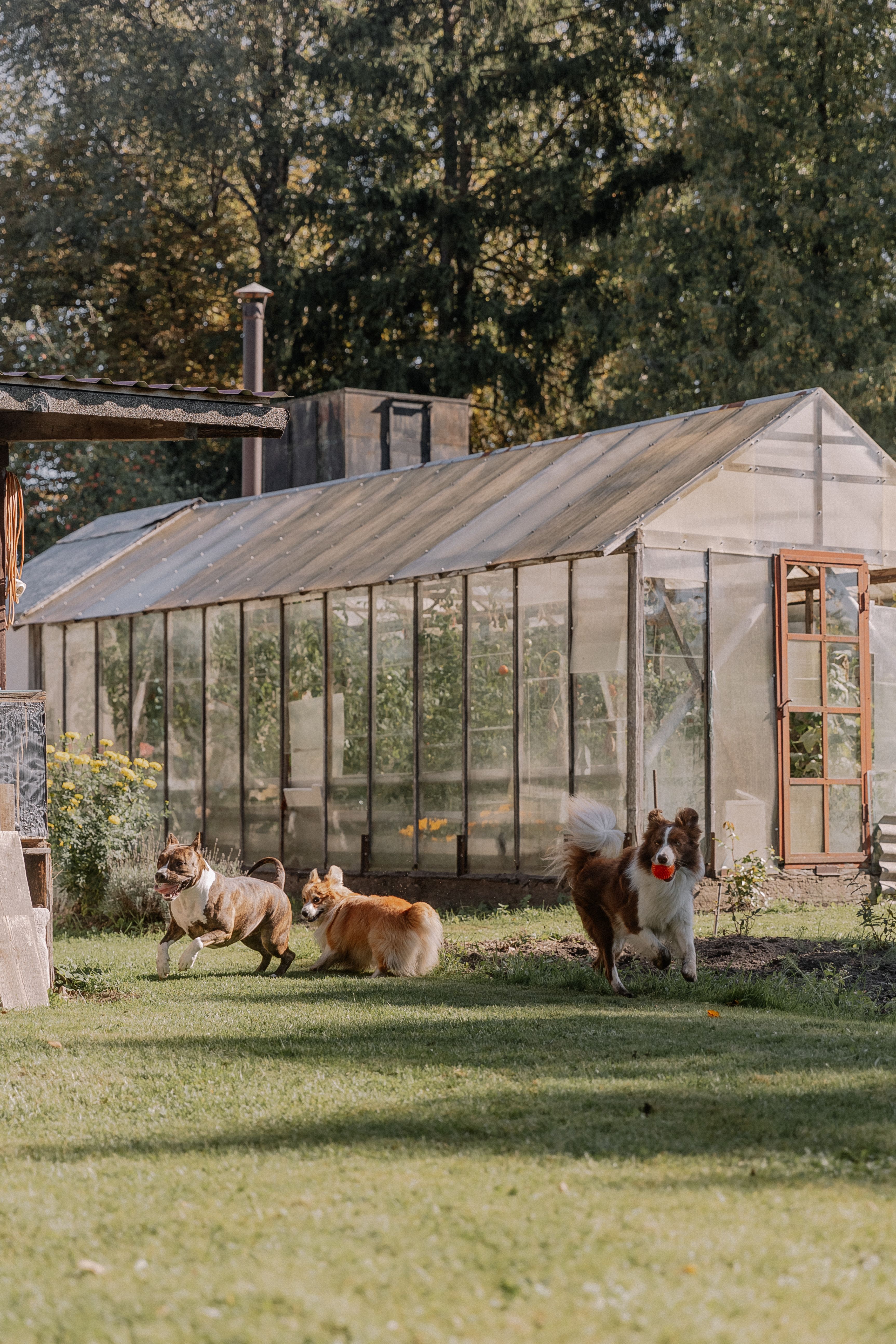 Three playful dogs enjoying a sunny day near a garden greenhouse. Perfect outdoor nature scene.