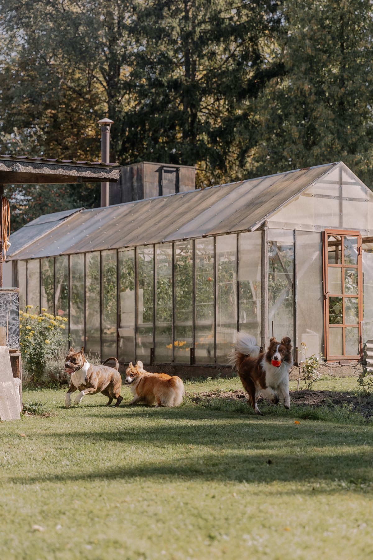 Three dogs playing together on grass beside a garden greenhouse