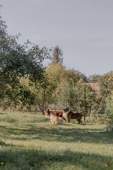 Three dogs enjoy a sunny day in a green orchard, surrounded by lush trees and grass.