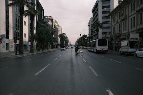 Základová fotografie zdarma na téma auta, autobus, budovy