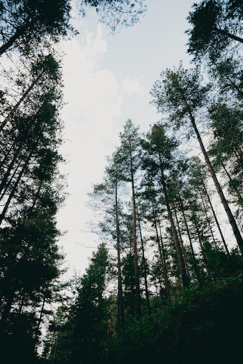 Gratis stockfoto met bloemen, bomen, Bos