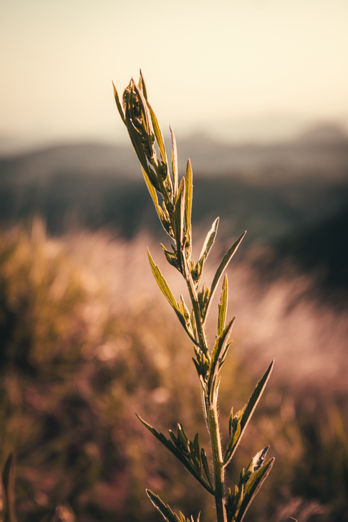 Free Detailed view of a mugwort plant in rural Alto Rio Novo, Brazil during a warm sunset. Stock Photo