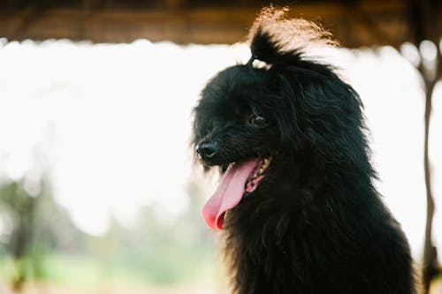 Gratis stockfoto met dierenfotografie, harig, huisdier