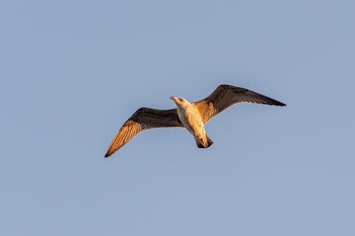 Seagull in Air