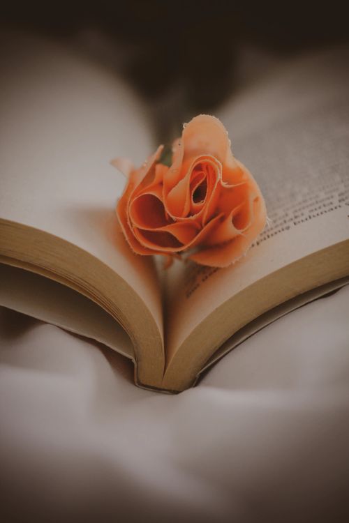 Free A soft-focus close-up of an orange rose placed delicately within the pages of an open book, evoking a sense of romance. Stock Photo