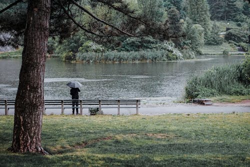Free Person under Umbrella by Lake in Park Stock Photo