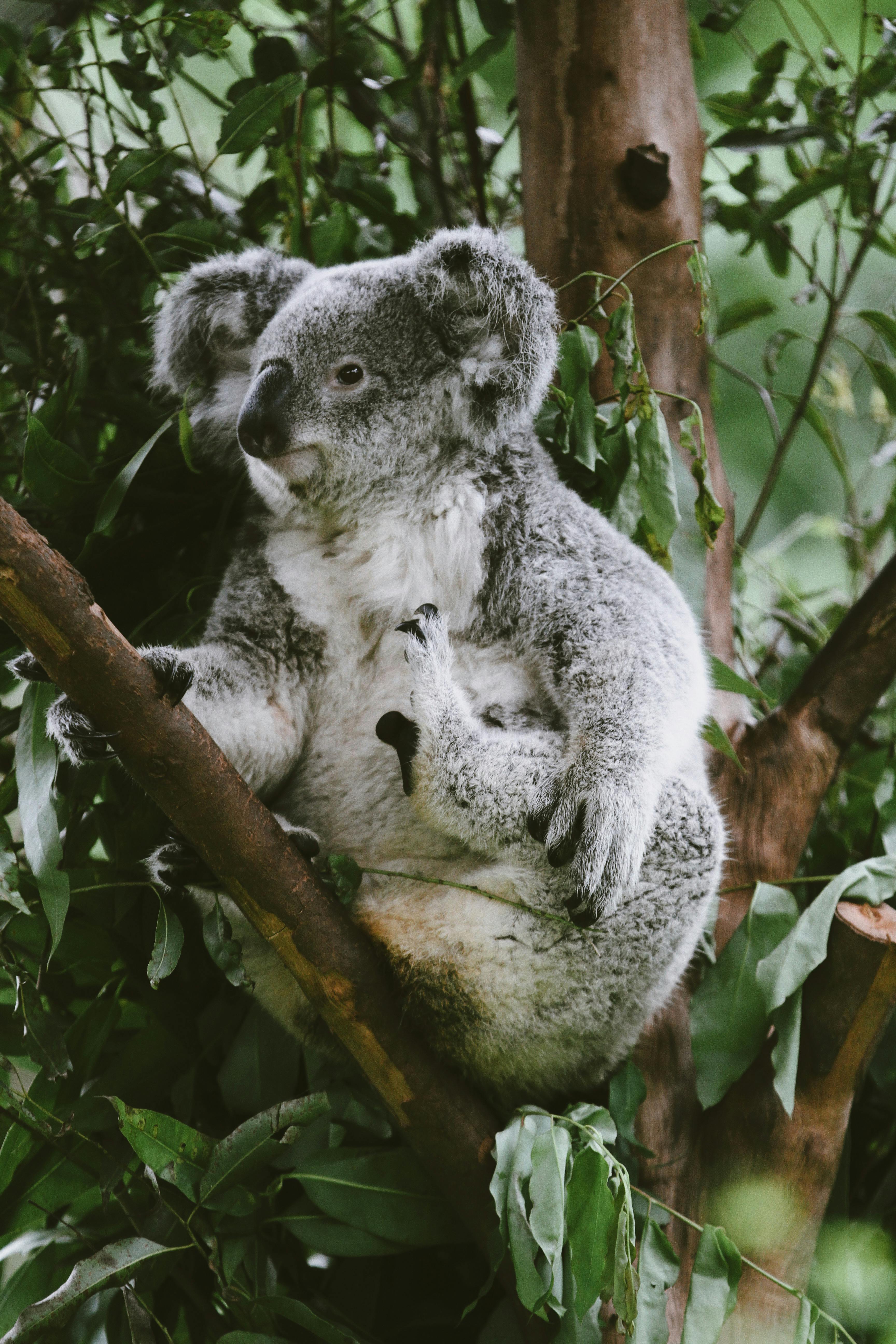 Adorable koala sitting in a tree amidst vibrant greenery. Perfect wildlife shot.