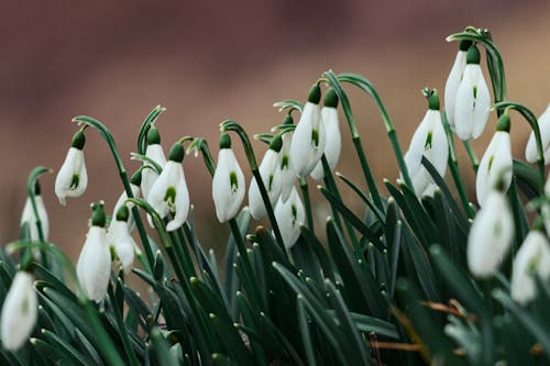 Snowdrop Flowers in Close-up View