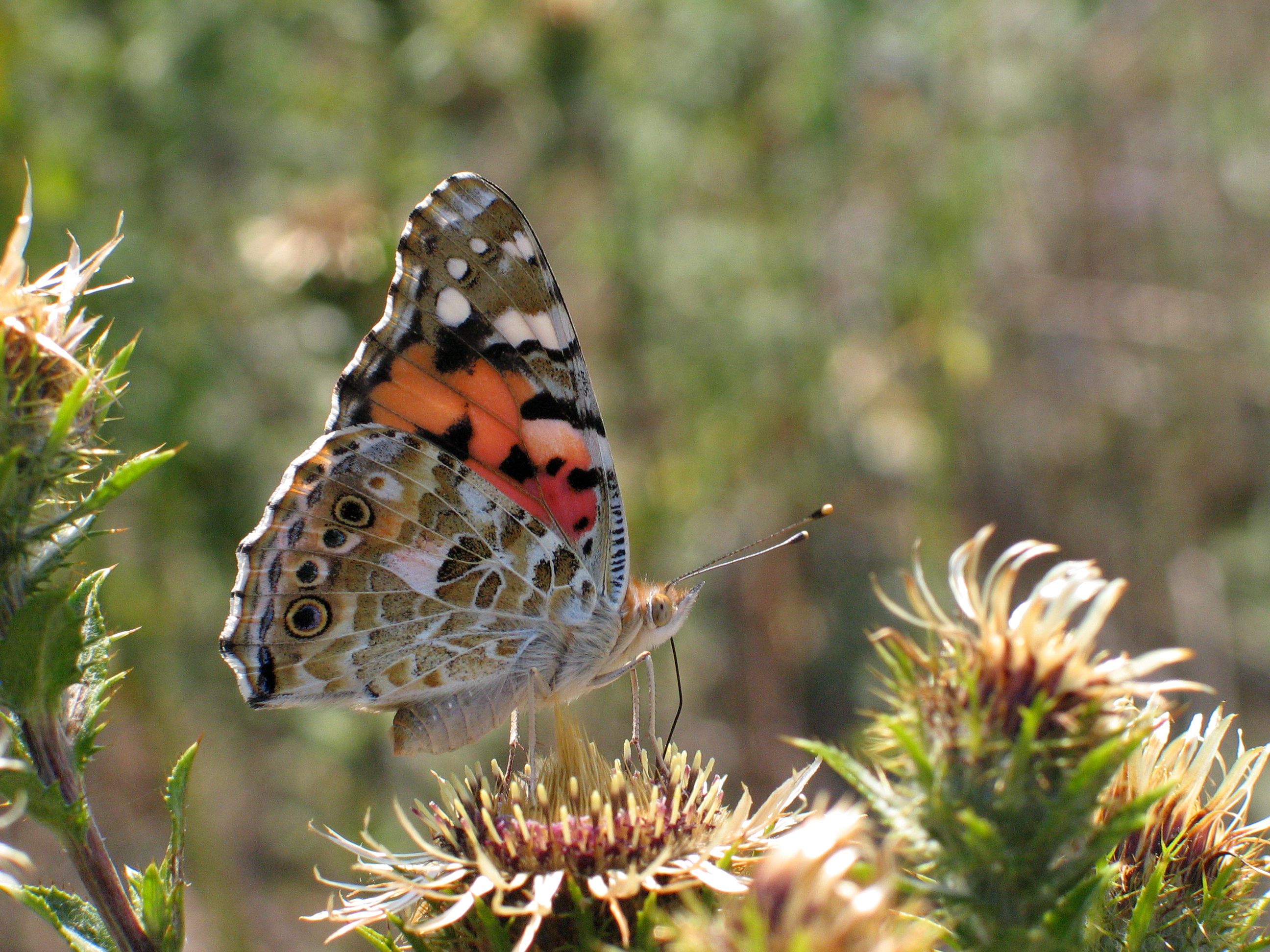 A detailed shot of a Painted Lady butterfly (Vanessa cardui) perched on a vibrant flower in a natural setting.