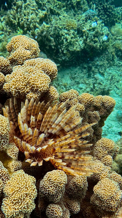 Foto profissional grátis de água, coral, embaixo da água