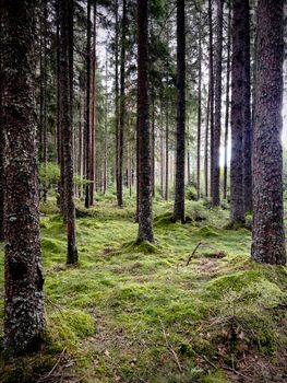 Peaceful forest view with tall trees and lush green moss in Villingen-Schwenningen, Germany.