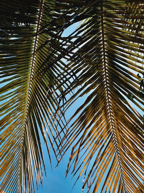 Palm Tree Leaves against Blue Sky