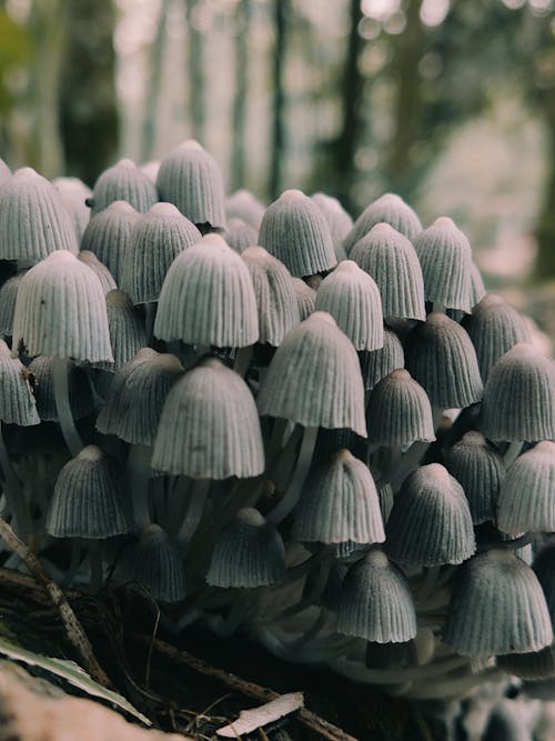 Mushrooms in a Forest