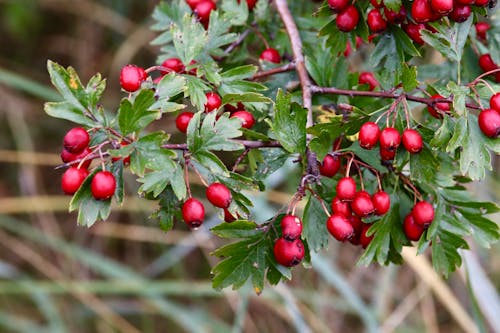 Close up of Rose Hips on Branches