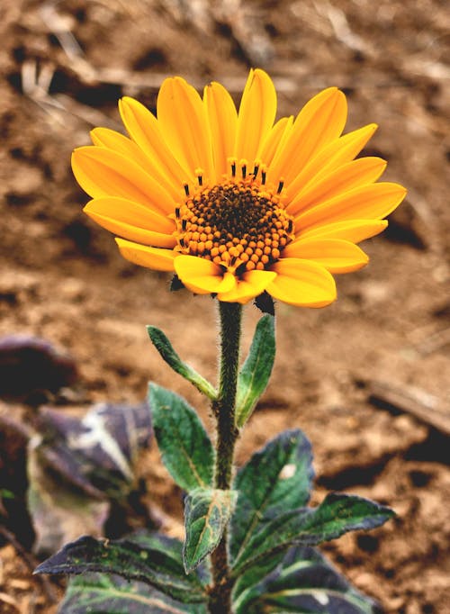 Kostnadsfri bild av blomhuvud, gul blomma, solros tapeter