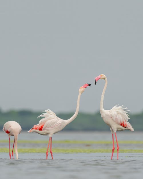 Flamingos on Wetland
