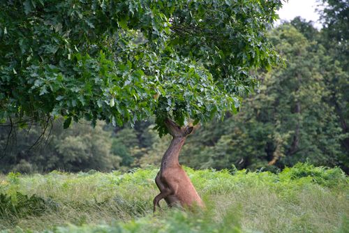 Free A wild deer reaches for leaves in a lush green meadow in London, England. Stock Photo