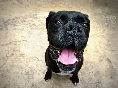 Darmowe zdjęcie z galerii z bokser, czarny pies, pies