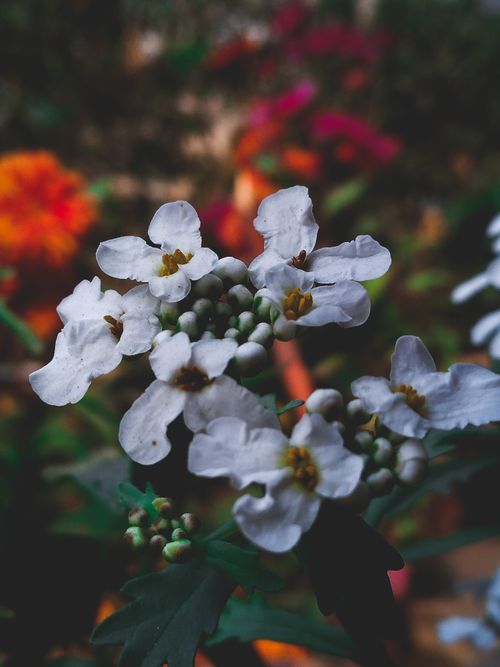 Free stock photo of beautiful flower, dark green, dark green plants Stock Photo