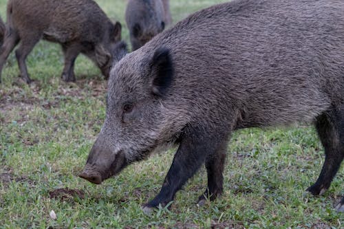 Foto d'estoc gratuïta de fotografia d'animals, fotografia de la vida salvatge, herba