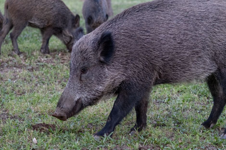 half|wild boar