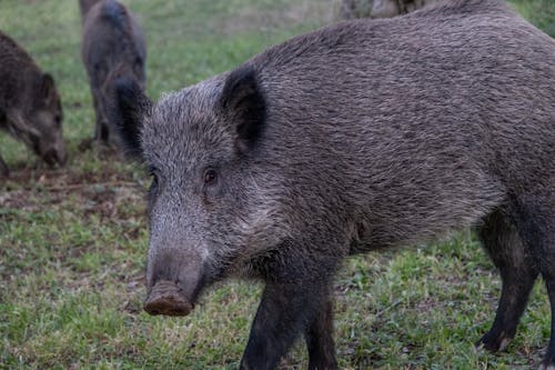 Foto stok gratis babi, babi hutan eropa tengah, babi liar