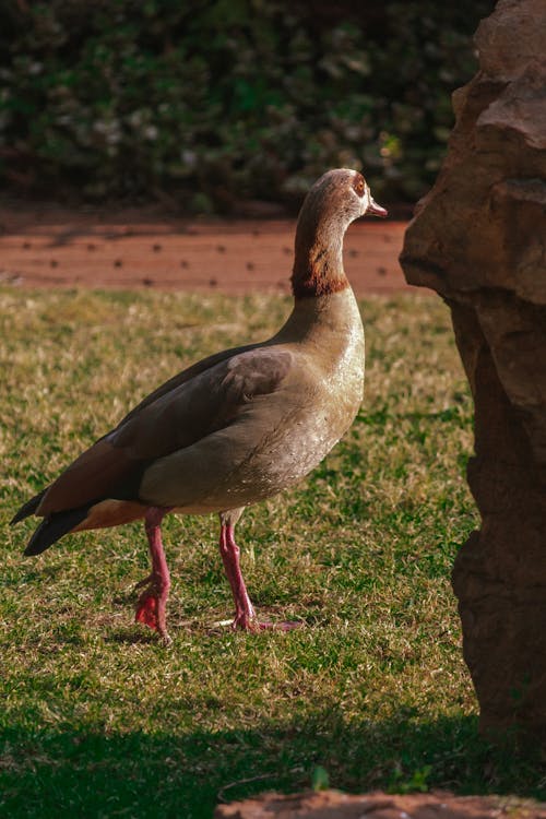 Kostenloses Stock Foto zu boden, ente, gras