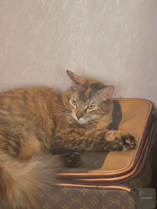 Free Cat Stock Photo