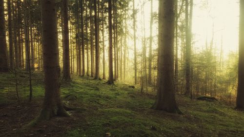 Free Captivating view of a tranquil pine forest with warm sunlight filtering through the trees at sunset. Stock Photo